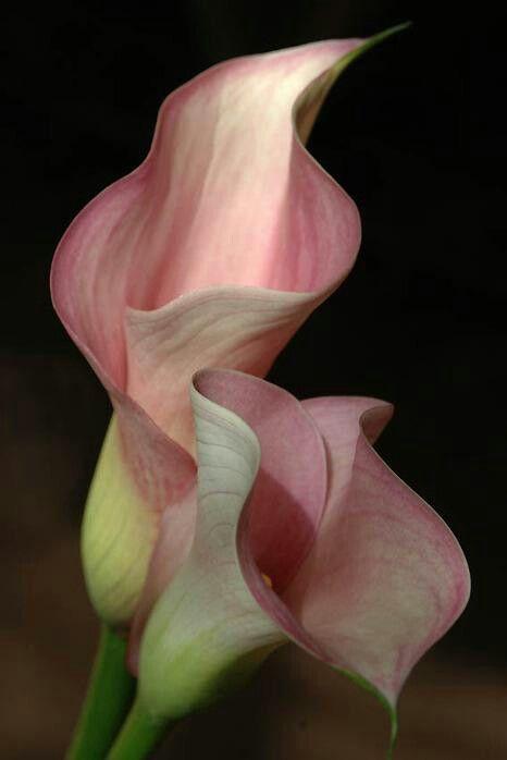 Whispers of Bloom: Serene Pastel Medley